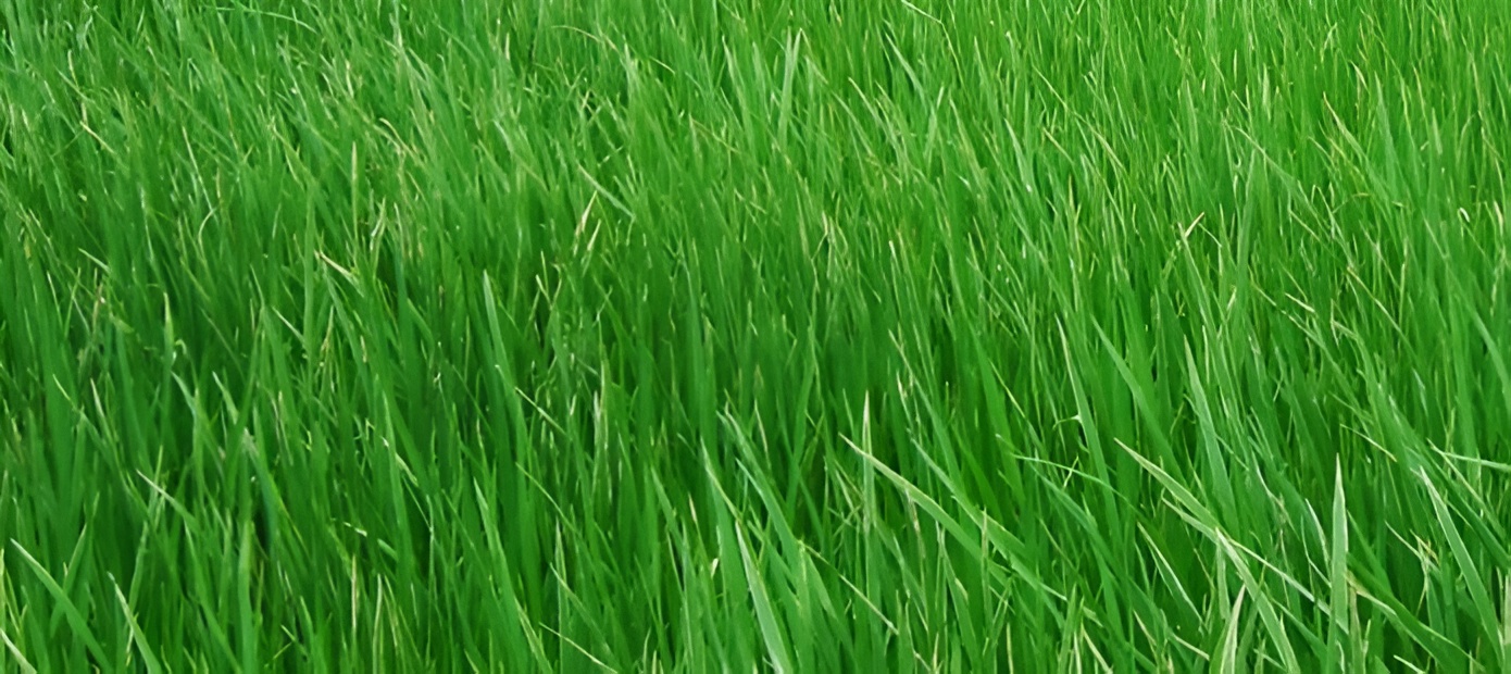 Paddy Fields — நெல் வயல்